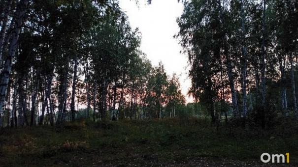 На севере Омской области собираются массово отстреливать медведей