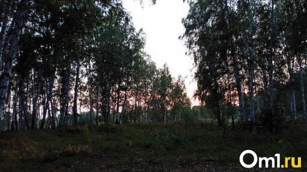 На севере Омской области собираются массово отстреливать медведей