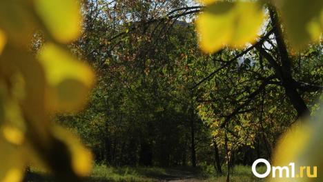 В Новосибирской области не ожидается массовое нашествие шелкопряда в 2026 году