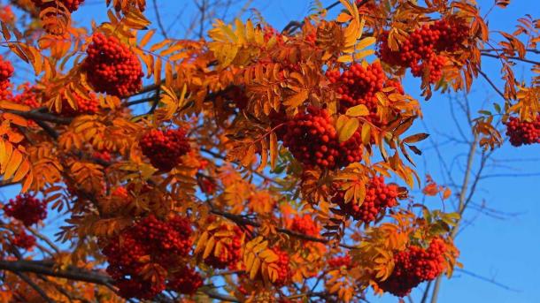 «Я календарь переверну...»: в Новосибирске выросли продажи дисков Шуфутинского