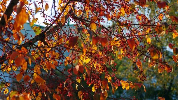 Новосибирские музыканты предложили признать песню Шуфутинского «3 сентября» культурным наследием