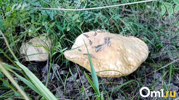 В Омской области нашли уникальные гигантские грибы. Где они растут?