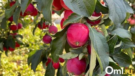 Секреты долгого хранения яблок: что нужно знать омичам?