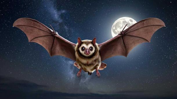 Летучие мыши ежегодно кусают Новосибирцев — есть ли летальные случаи?