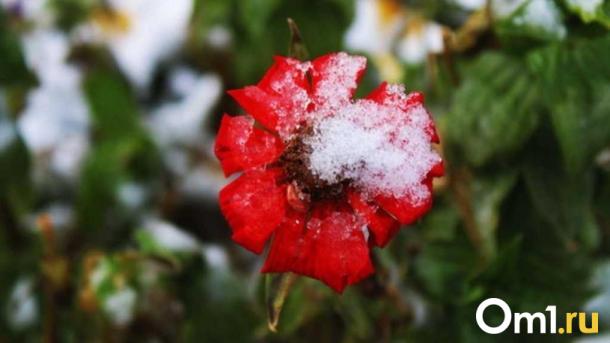 Первый снег прошёл в Новосибирской области