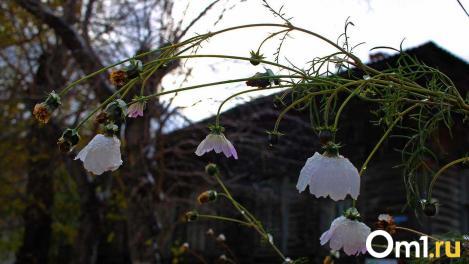 Активный циклон с мокрым снегом приближается к Омску с Урала