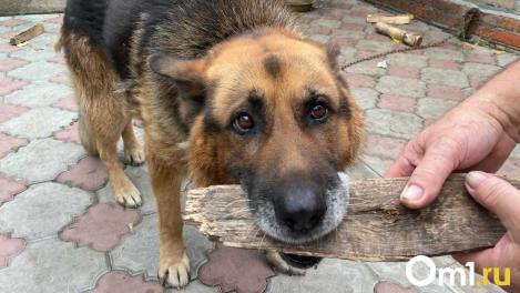 Мэрия Омска прокомментировала ситуацию с агрессивными собаками в микрорайоне Старгород