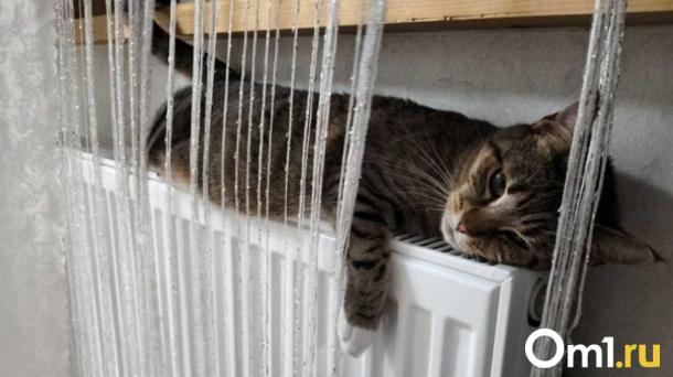 В Новосибирске спасатели помогли коту, который застрял лапой в батарее