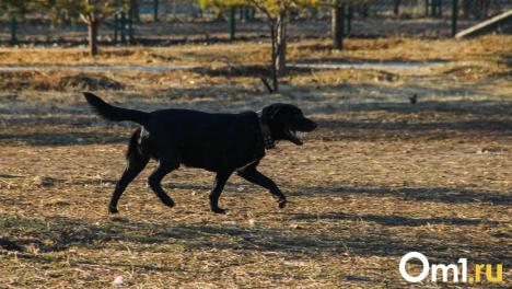 После нападения собак на ребёнка в Омске заведено уголовное дело