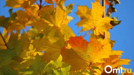 В начале недели омичей ожидает неприятный сюрприз от погоды – похолодает до +3 градусов