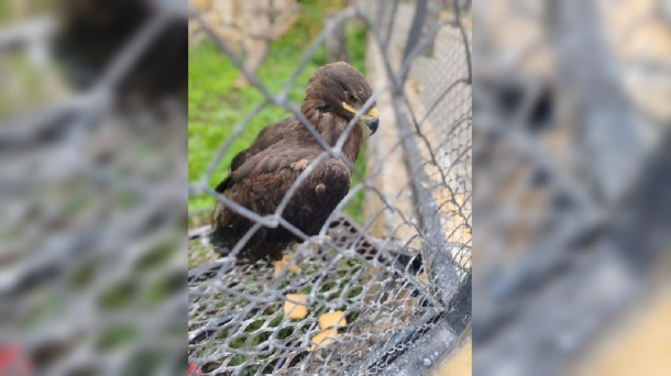 Хищный обитатель зоопарка в Большеречье выразил недовольство грубым нарушением правил посетителями