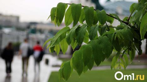 В Омск идёт похолодание: синоптики обещают дожди и всего +11 градусов
