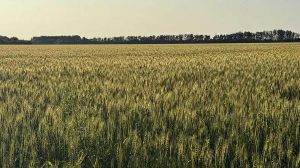 Новосибирская область собрала более миллиона тонн зерна в 2025 году