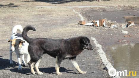 Омичей просят сообщать о нападении собак