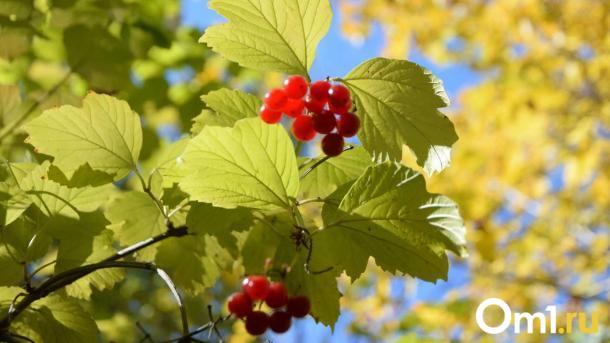 Осень радует теплом: синоптики рассказали о погоде на 10 сентября в Новосибирске