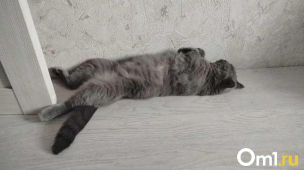 Кошки лечат боль мурлыканьем: факты от ветеринара Логинова