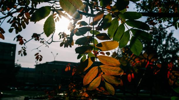 Выпадет ли снег в сентябре-2025 в Новосибирске — ответ начальника Западно-Сибирское УГМС Кичановой