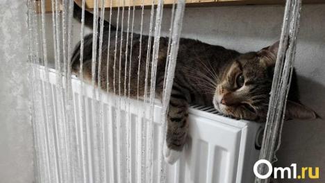 Все, кроме ста. Стало известно, насколько Омск готов к зиме