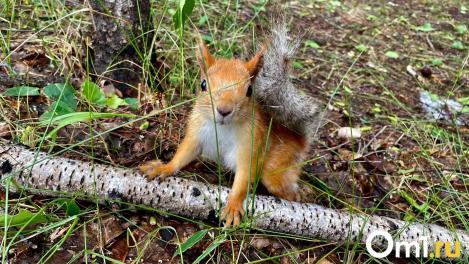 Омичам рассказали, можно ли забирать белок из парка
