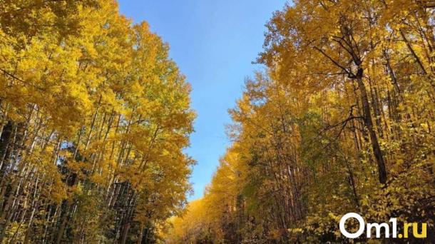 Врач объяснила новосибирцам, как отличить сезонную ОРВИ от осенней аллергии