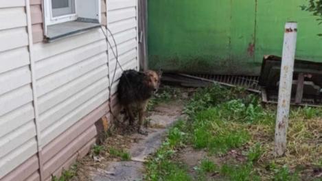 Спасатели помогли собаке, которая провалилась в выгребную яму в Новосибирске