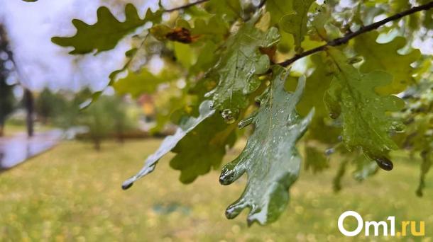 Туманы и заморозки: в Омской области похолодает до -5