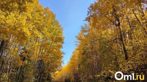 «Бабье лето» наступило в Новосибирске: прогноз погоды 15 сентября