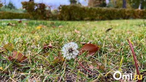 Сурки ушли в спячку раньше срока: что это значит для омичей?