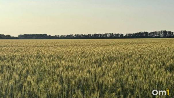 Первый отечественный сорт сои вывели новосибирские учёные
