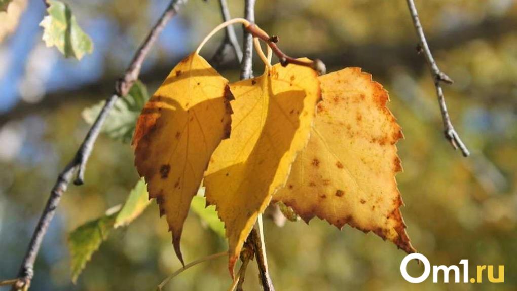 Ночью в Омске грянут мощные заморозки