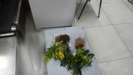 Пассажирку из Узбекистана оштрафовали в Новосибирске за попытку ввезти запрещённые растения