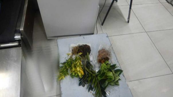 Пассажирку из Узбекистана оштрафовали в Новосибирске за попытку ввезти запрещённые растения