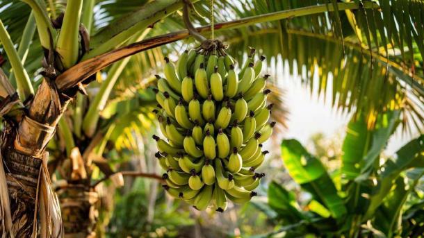 Диетолог из Новосибирска развенчала мифы о бананах