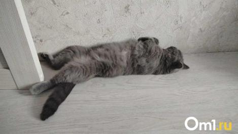 Роковые 24 минуты. Учёные рассказали, как неправильный сон приводит к ранней смерти