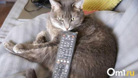 Часть омичей неделю не смогут посмотреть популярные телеканалы: график отключений