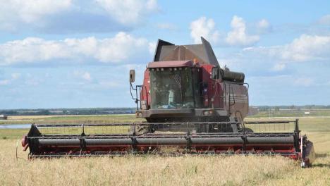Три омских района стали лидерами по сбору зерна