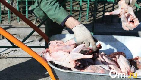 Неправильное хранение: в Омской области нашли опасные субпродукты, заражённые бактериями
