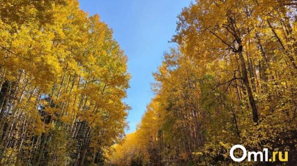 Жара 27 градусов придёт в Новосибирск в конце сентября