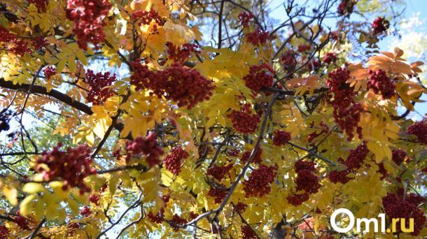 Отрежете удачу и здоровье! Омичам рассказали, что нельзя делать 25 сентября