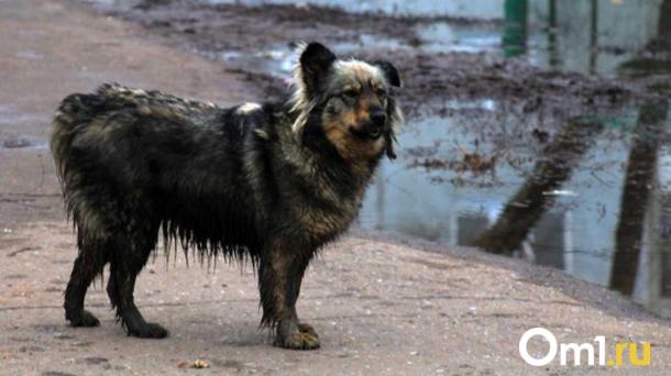 Бюджет на борьбу с бездомными собаками распределили в Бердске под Новосибирском