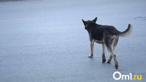 Бастрыкин поручил возбудить уголовное дело из-за нападения бойцовской собаки на девочку-подростка
