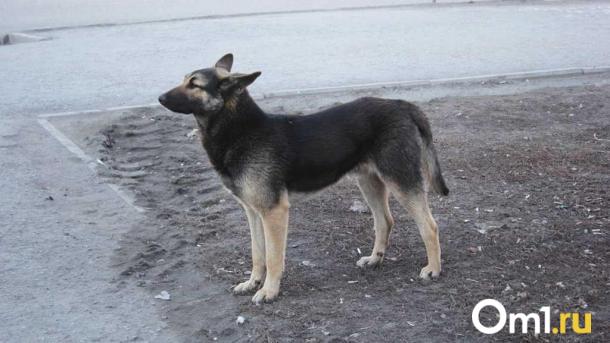 Стала известна судьба бойцовской собаки, которая напала на девочку-подростка в Омске