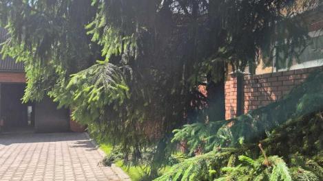 В Омске житель многоэтажки заставил соседа сократить озеленение своего участка