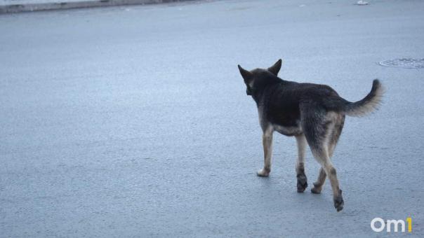 Ухудшилось состояние омички, на которую напала бойцовская собака