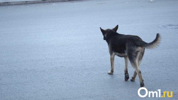 Ухудшилось состояние омички, на которую напала бойцовская собака