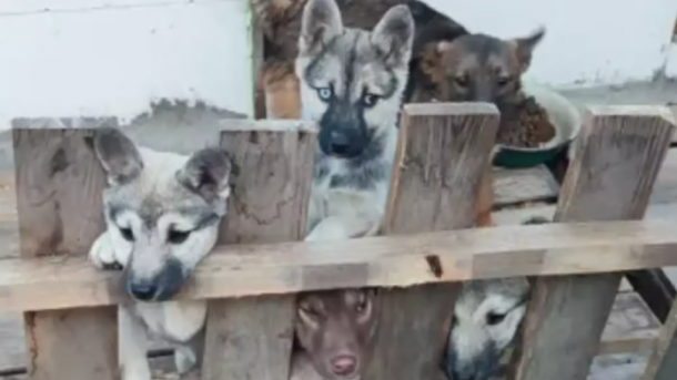 57-летняя Антонина спасла 128 животных из огня в Шахтах, получив ожоги