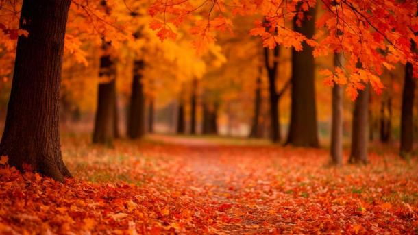 Выходные в Москве: дождь и +10, но без заморозков