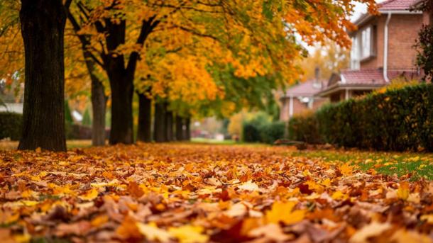 Осенняя листва: штраф до 250 тысяч за неправильную утилизацию