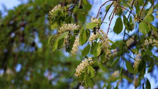 В Новосибирске 80 новых деревьев заменили аварийные тополя на Богаткова