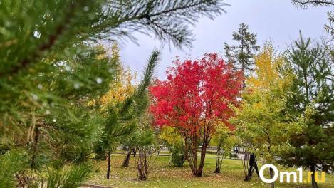 В начале октября омичей ожидает приятный сюрприз от погоды